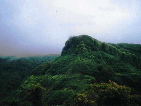 PARGAD (3)